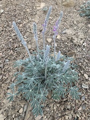 Lupinus magnificus
