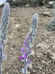 Lupinus magnificus