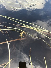 Sparganium angustifolium