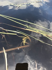 Sparganium angustifolium