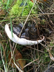 Ganoderma resinaceum