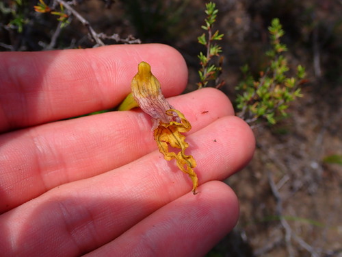 Image of Disa spathulata by (c) Ren Hoekstra, some rights reserved (CC BY)