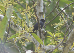 Tachyphonus coronatus