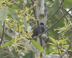Tachyphonus coronatus