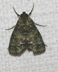 Stericta chlorophoena