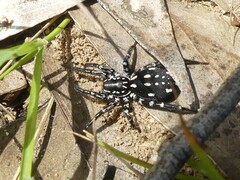Nyssus albopunctatus