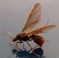 Acromyrmex versicolor