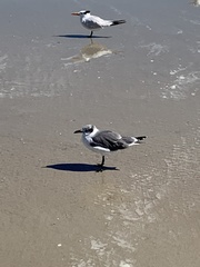 Leucophaeus atricilla