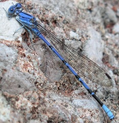 Argia munda