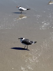 Leucophaeus atricilla