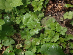 Rubus pedatus