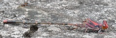 Argia funcki