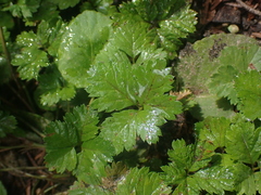 Rubus pedatus