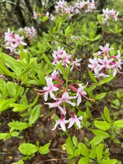 Rhododendron prinophyllum