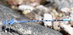 Argia munda