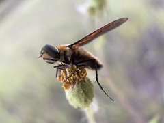 Poecilanthrax lucifer