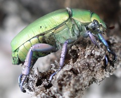 Chrysina beyeri