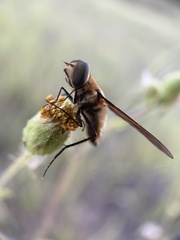 Poecilanthrax lucifer