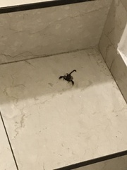 Euscorpius