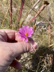 Sabatia gentianoides