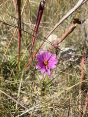 Sabatia gentianoides