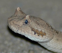 Crotalus cerastes