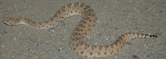 Crotalus cerastes