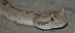 Crotalus cerastes