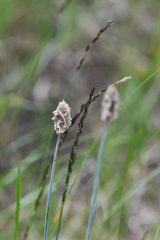 Alopecurus magellanicus