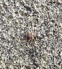 Orchestes steppensis