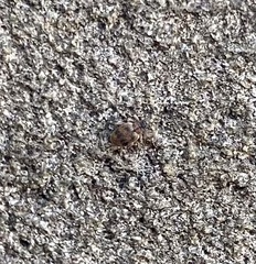 Orchestes steppensis