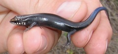 Plestiodon obsoletus