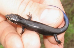 Plestiodon obsoletus