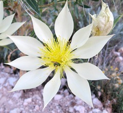 Mentzelia decapetala