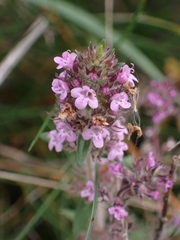 Thymus pannonicus