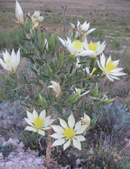 Mentzelia decapetala