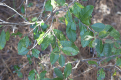 Sideroxylon lanuginosum
