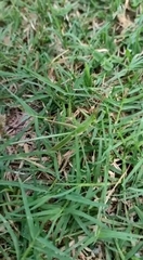 Acrida conica