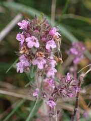 Thymus pannonicus