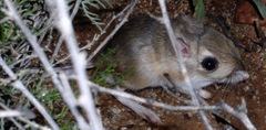 Dipodomys merriami
