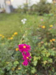 Cosmos bipinnatus