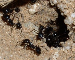 Veromessor pergandei