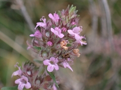 Thymus pannonicus