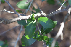 Sideroxylon lanuginosum