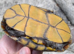 Kinosternon sonoriense