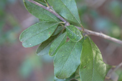 Sideroxylon lanuginosum