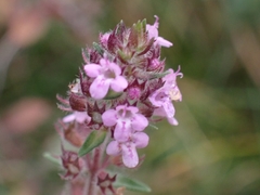 Thymus pannonicus