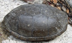 Kinosternon sonoriense