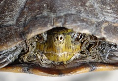 Kinosternon sonoriense