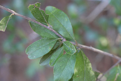 Sideroxylon lanuginosum